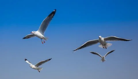 Common black-headed gull Stock Photos