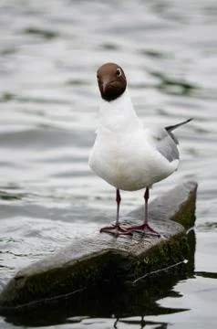 Common Black-headed Gull Stock Photos