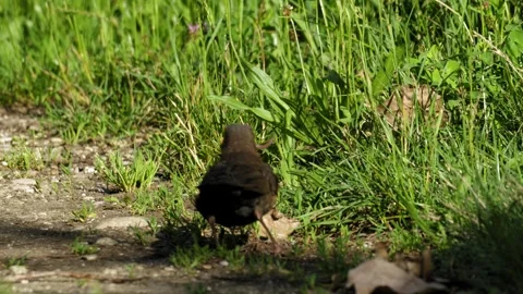 Common Blackbird Carrying Worms in Beak and Hopping Across Grass in 4K Footage Stock Footage 336976413
