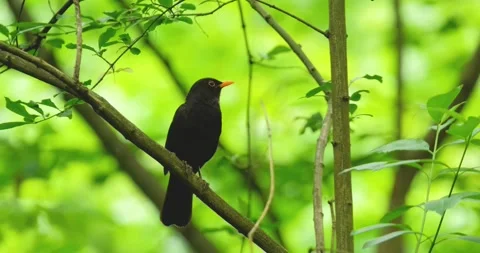 The common blackbird close up Stock Footage 165831617