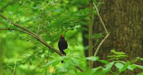 The common blackbird close up Stock Footage 165831706