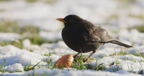 Common Blackbird is eating an apple, 4k Stock Footage 87777663