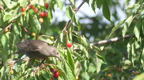 Common Blackbird Eating Cherries Stock Footage 63789701