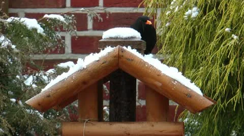Common blackbird eating snow in winter Stock Footage