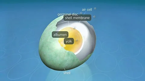 Common blackbird egg hatching process Stock Footage 326217286