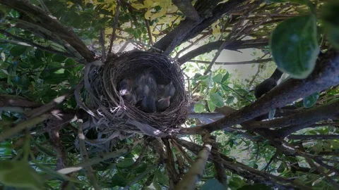 Common blackbird feeding chicks Stock Footage 108386237