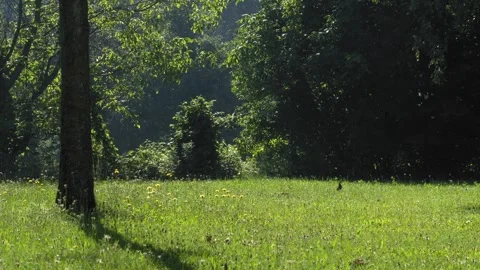 Common Blackbird Flying from Tree to Grassy Meadow in 4K Slow Motion Stock Footage 337228627