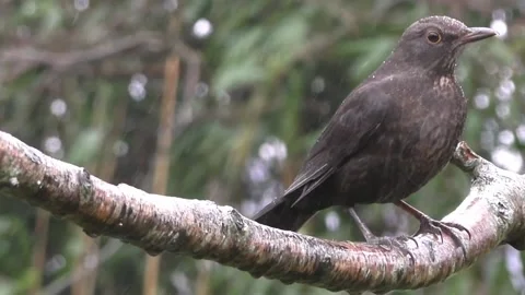 Common Blackbird Stock Footage 229716788