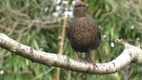 Common Blackbird Stock Footage 229716795