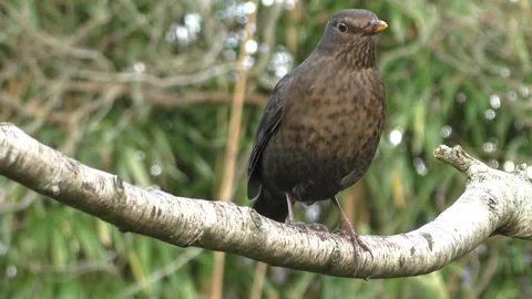 Common Blackbird Stock Footage 229716796