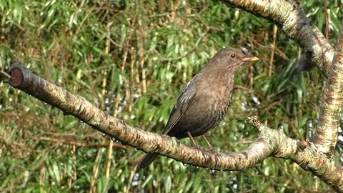 Common Blackbird Stock Footage 229716811