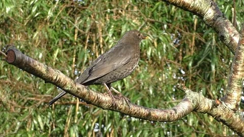 Common Blackbird 스톡 동영상 229716813