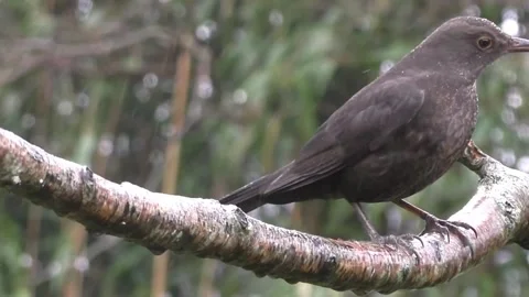 Common Blackbird Stock Footage 229716818