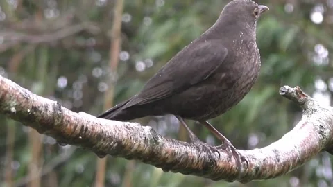 Common Blackbird Stock Footage 229716825