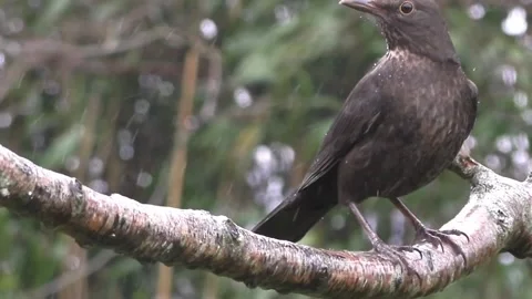Common Blackbird Video stock 229716826