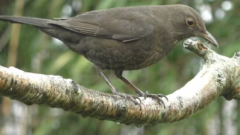 Common Blackbird Stock Footage 229716832
