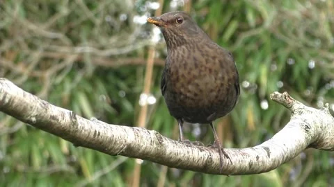 Common Blackbird Stock Footage 229716833