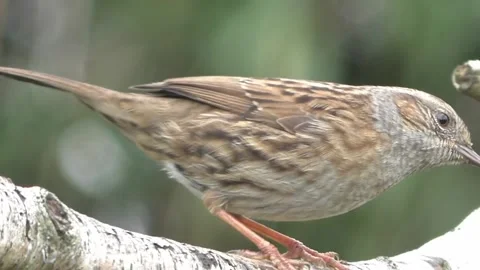 Common Blackbird Stock Footage 229716846