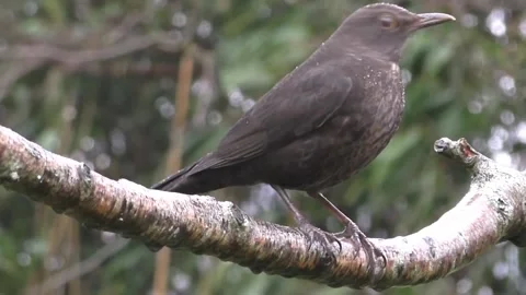 Common Blackbird Stock Footage 229716847