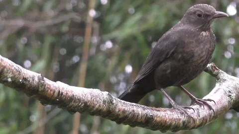 Common Blackbird Stock Footage 229716851