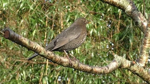 Common Blackbird Stock Footage 229716869