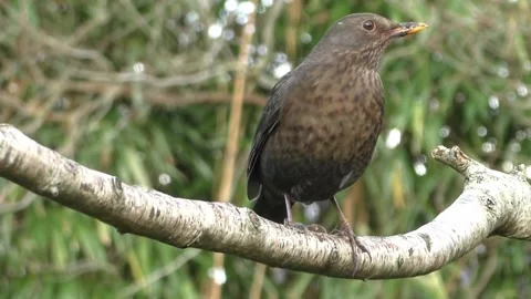 Common Blackbird Stock Footage 229716870