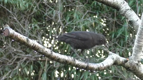 Common Blackbird Stock Footage 229716874