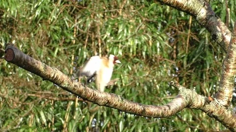 Common Blackbird Stock Footage 229716877