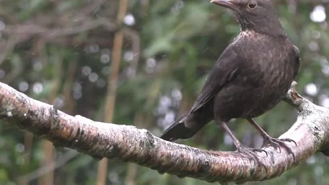 Common Blackbird Stock Footage 229716878