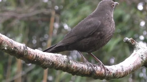 Common Blackbird Stock Footage 229716886