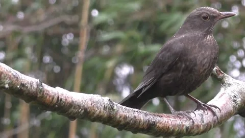 Common Blackbird Stock Footage 229716893