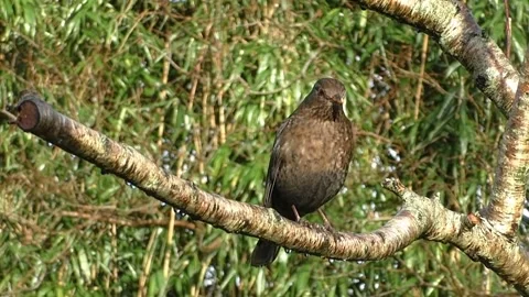 Common Blackbird Stock Footage 229716901