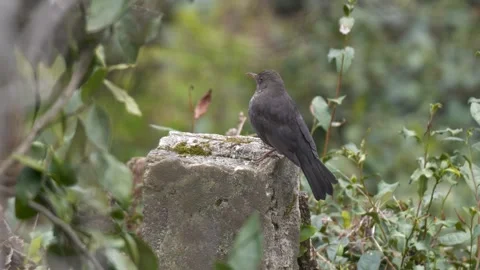 Common Blackbird Stock Footage 332702722