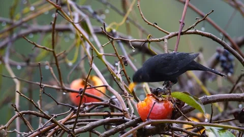 Common Blackbird Vídeo Stock 334790661