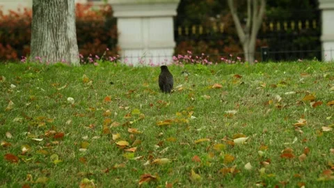 A Common Blackbird Foraging Among Fallen Autumn Leaves Stock Footage 332855397