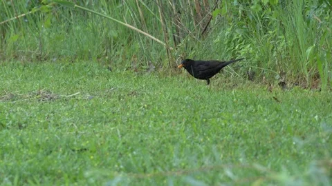 Common Blackbird Foraging and Feeding on Worm in Rain - 4K Wildlife Slow Motion Stock Footage 336684687