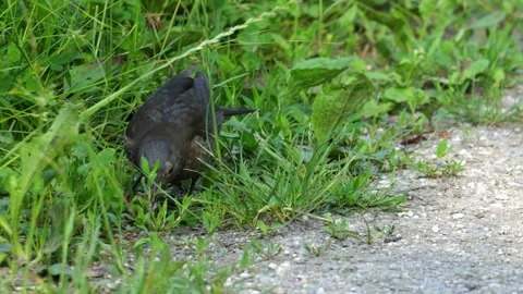 Common Blackbird Foraging and Gathering Multiple Worms in Grass 4K Wildlife Shot Stock Footage 336976360