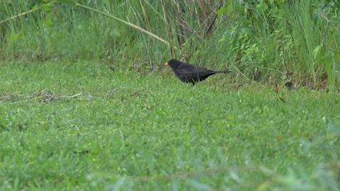 Common Blackbird Foraging and Hopping Away in Rain - 4K Wildlife Slow Motion Stock Footage 336692338