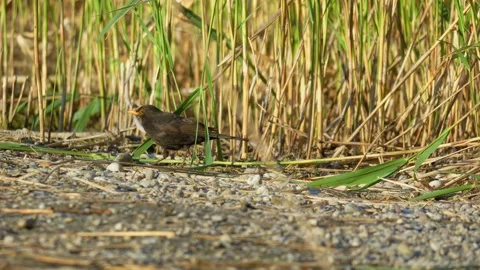 Common Blackbird Foraging and Pecking on Pebbled Shore - 4K Wildlife Slow Motion Vídeos de archivo 335710842