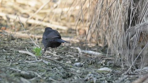 Common Blackbird Foraging on Ground - 4K Wildlife Slow Motion Vídeos de archivo 335693841