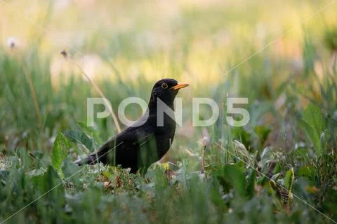 Common blackbird on the grass Stock Photos