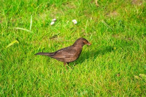 Common blackbird on the grass Stock Photos