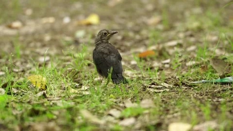 A Common Blackbird in the grassfield Видео 336649292