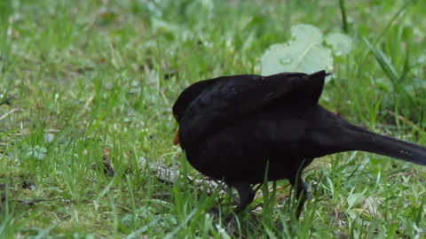 Common blackbird or Turdus merula looking for food on grass. Male dark bird in Stock Footage 147742764