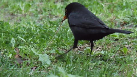 Common blackbird or Turdus merula is eating earthworm which was caught from Stock Footage 148332311