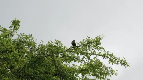 Common Blackbird Perched on Bird Cherry Tree - 4K Wildlife Slow Motion Shot Stock Footage 336691450