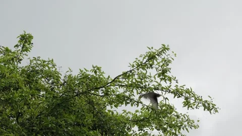 Common Blackbird Perched on Bird Cherry Tree Taking Flight - 4K Wildlife Slow Stock Footage 336693962