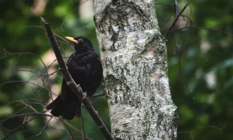 Common Blackbird perched on a branch in a tree in the forest Stock Photos