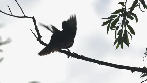 Common Blackbird Perched on Tree Branch Suddenly Taking Flight in Silhouette Stock Footage 336974289