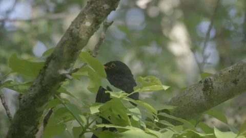 Common Blackbird Perched in Tree Vídeos de archivo 334678372